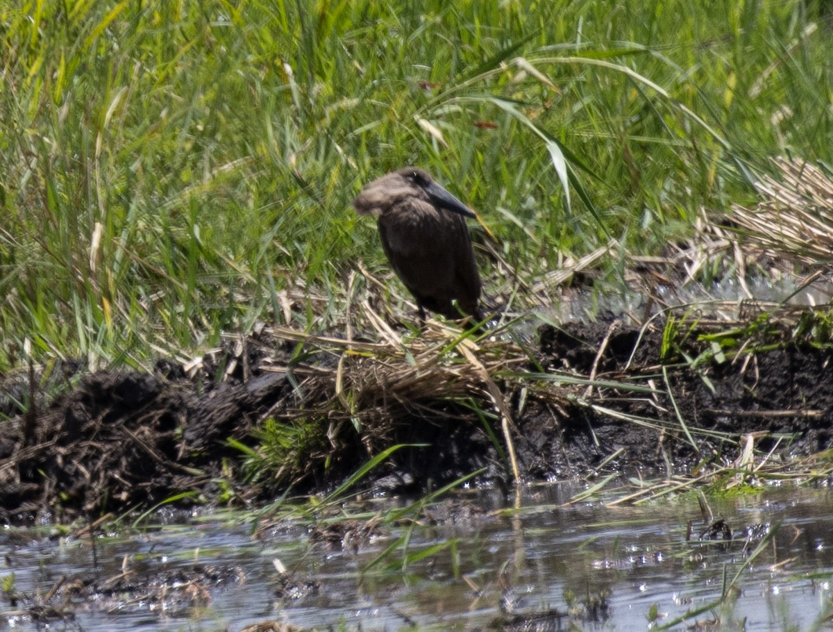Hamerkop - ML644575970