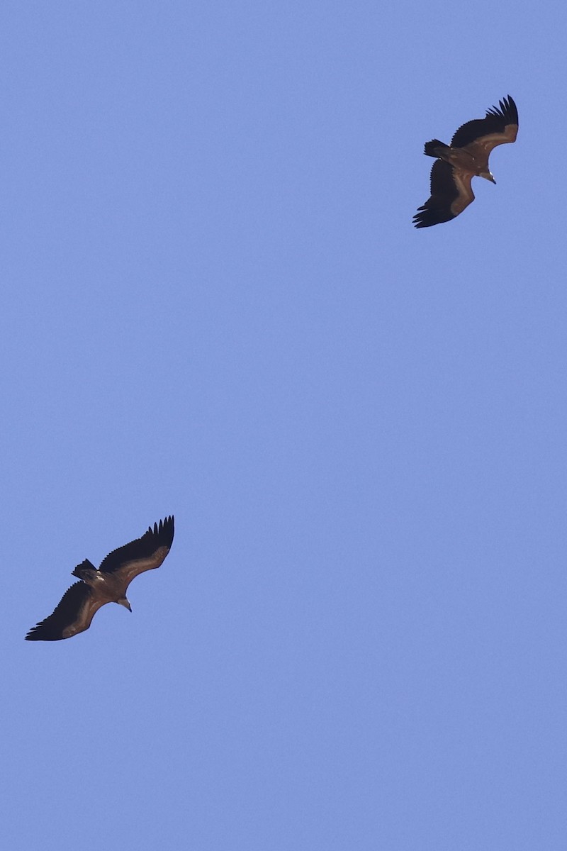 Eurasian Griffon - ML644575971