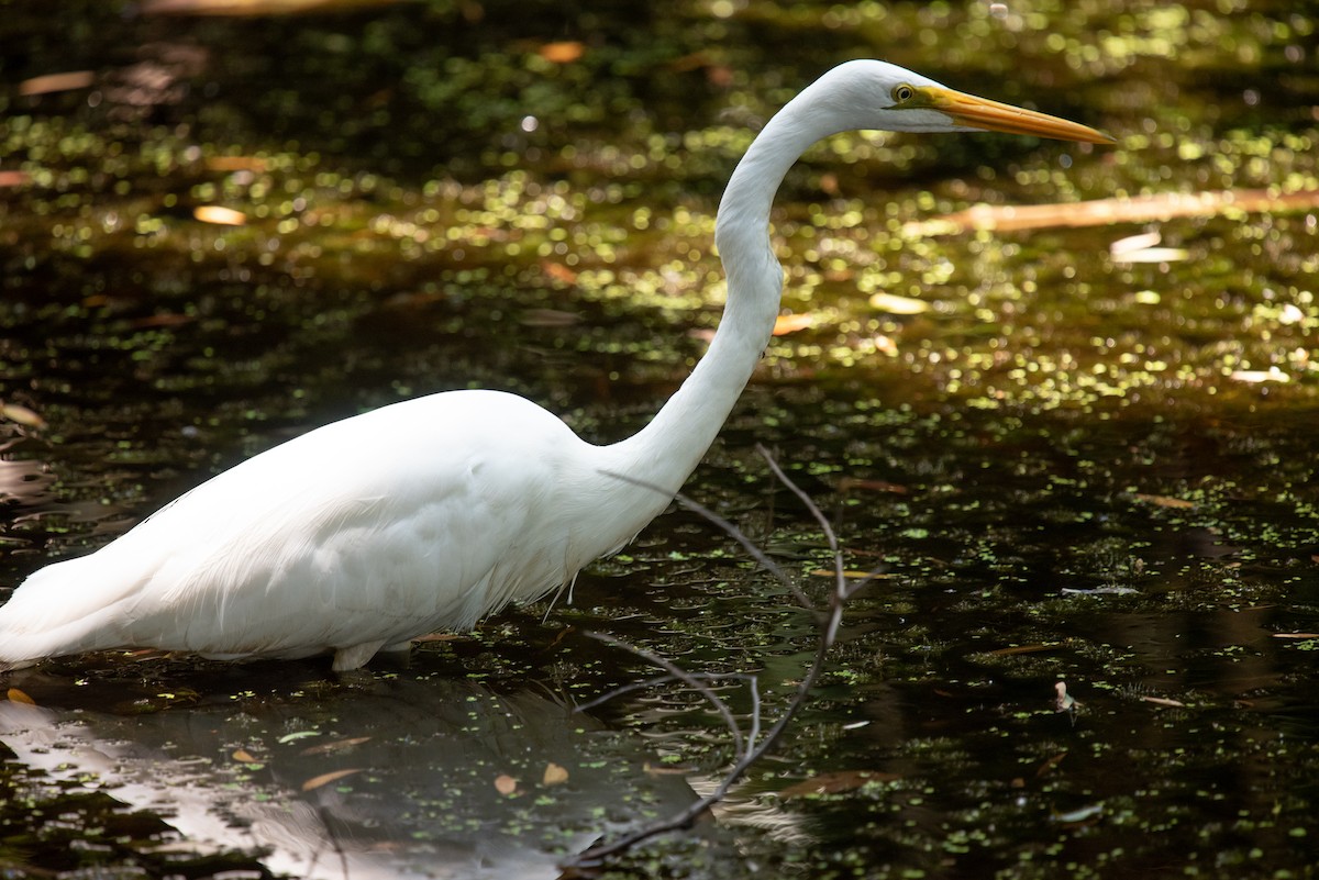 Great Egret - ML644575973