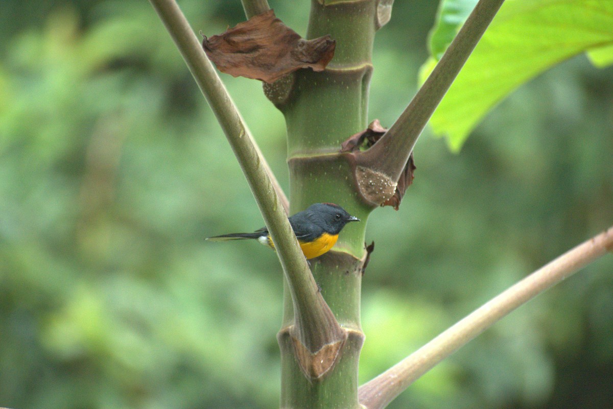 Slate-throated Redstart - ML644575975