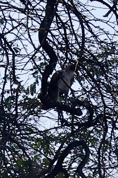 Bonelli's Eagle - ML644575977