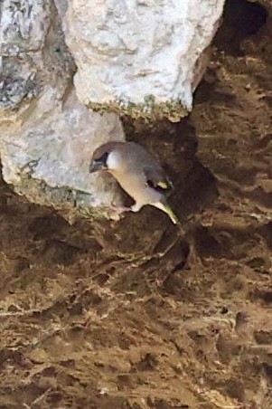 Arabian Grosbeak - ML644575980