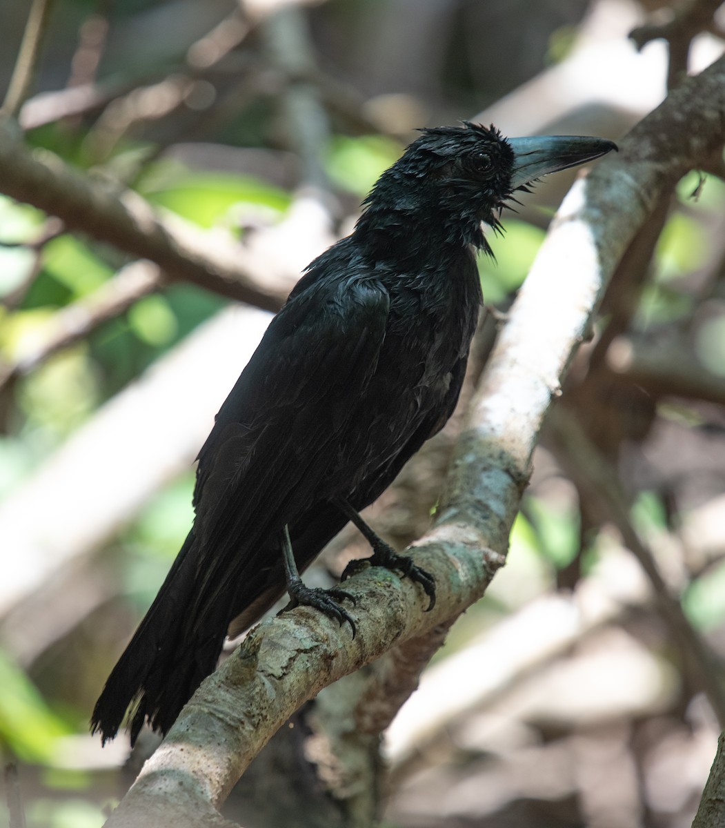 Black Butcherbird - ML644575981