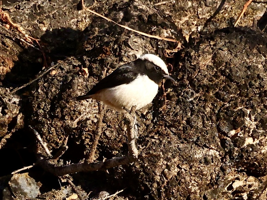 Arabian Wheatear - ML644575983