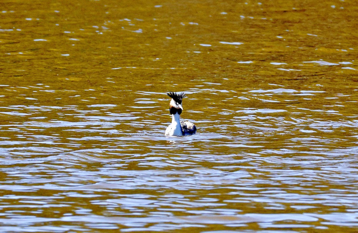Great Crested Grebe - ML644575985