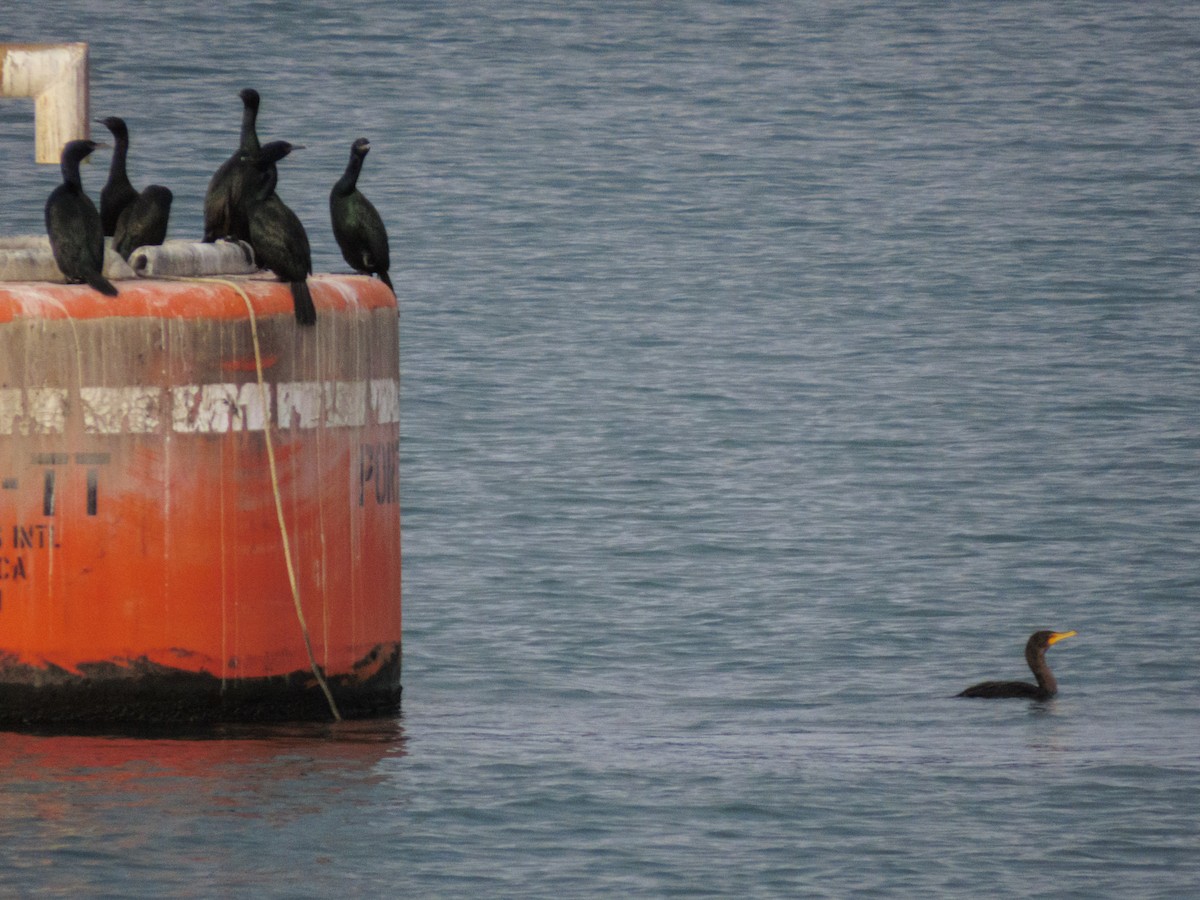 totoppskarv - ML644575986