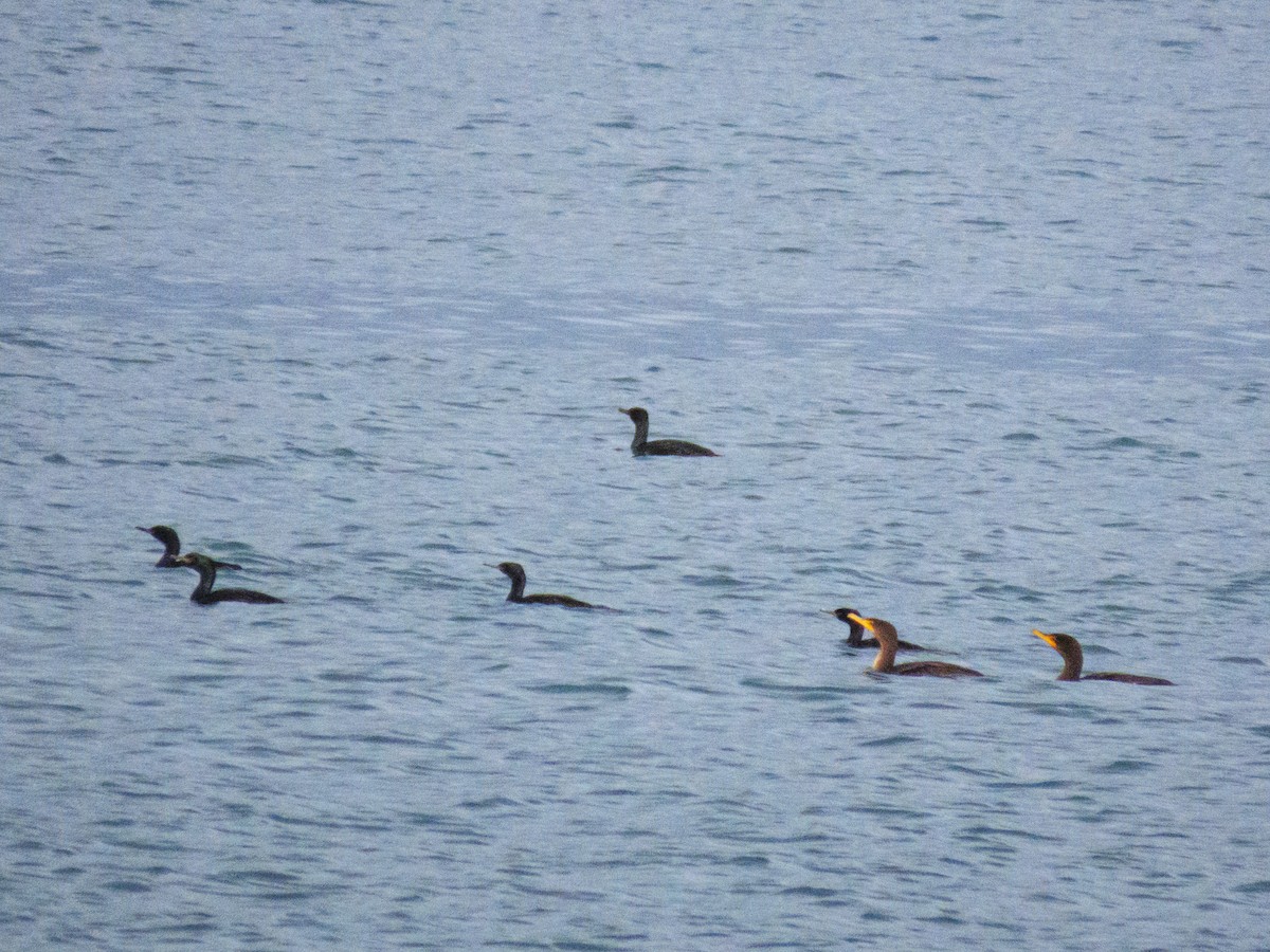 totoppskarv - ML644575987