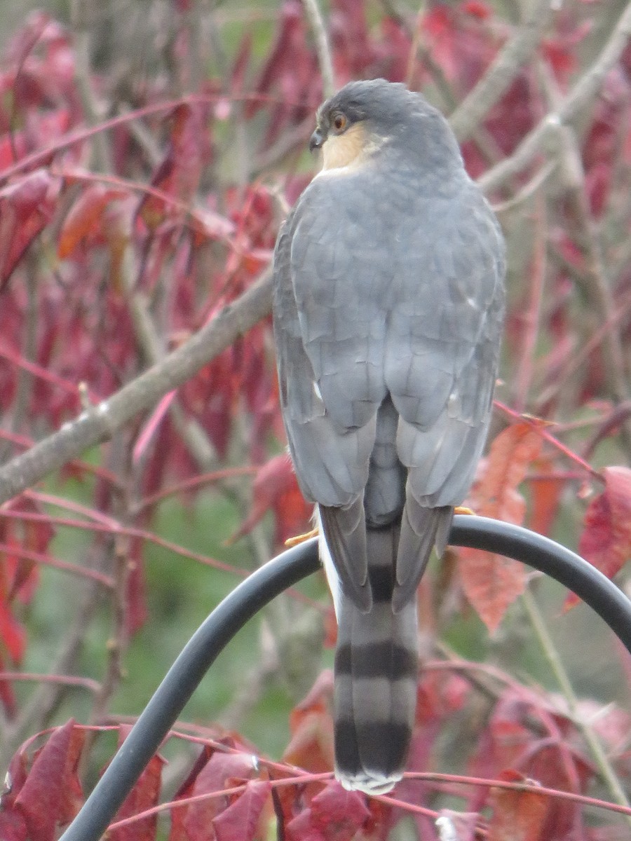 parulahauk - ML644575988