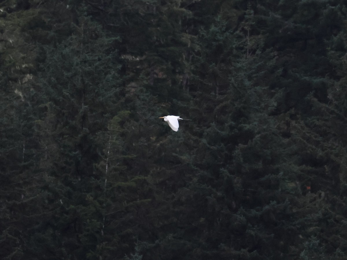 Grande Aigrette - ML644575989