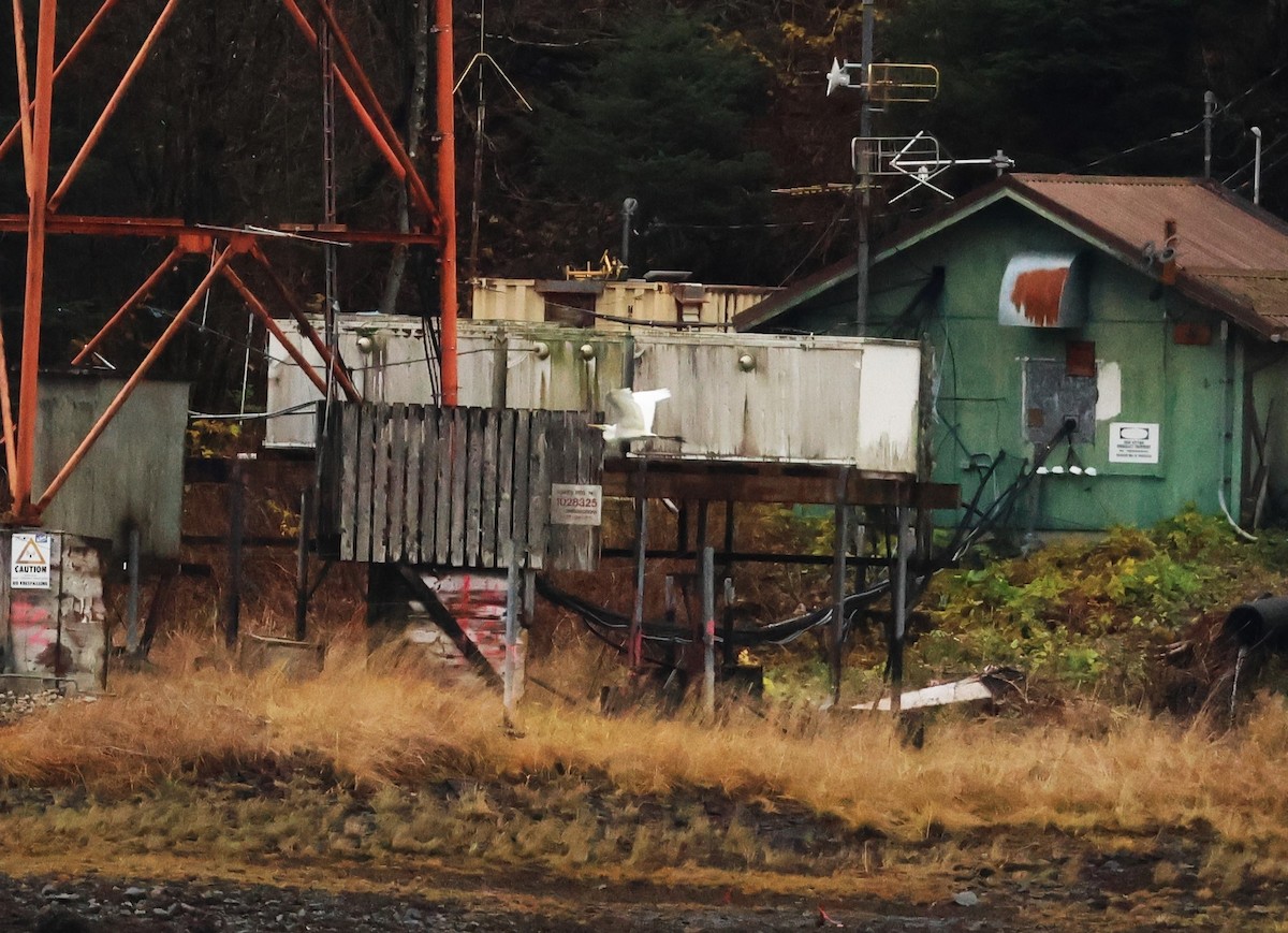 Grande Aigrette - ML644575990