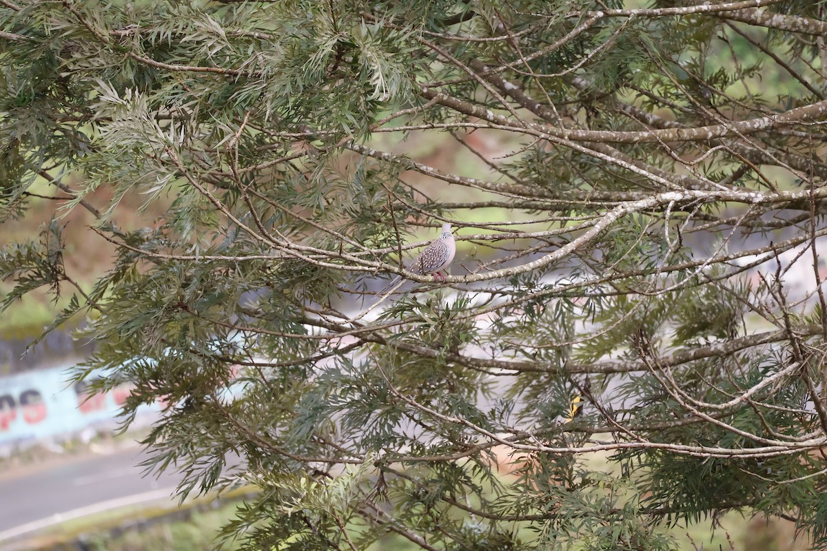 perlekragedue - ML644575991