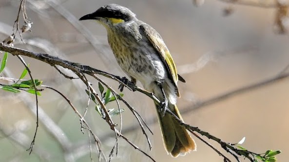 sanghonningeter - ML644575992