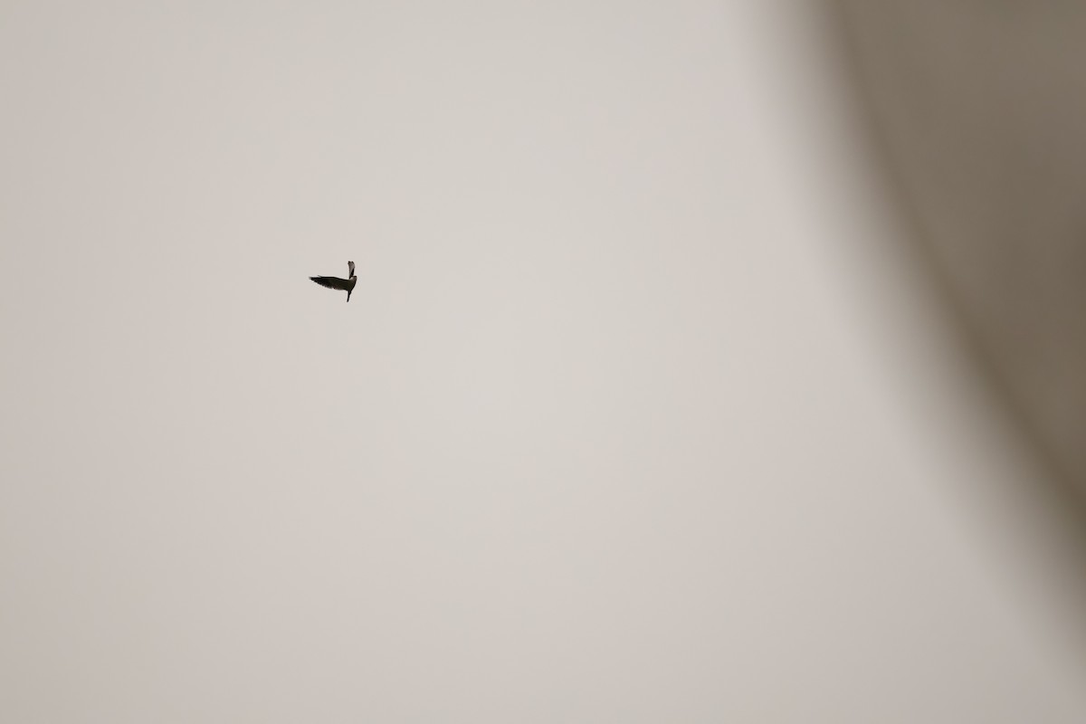 svartvingeglente - ML644575994