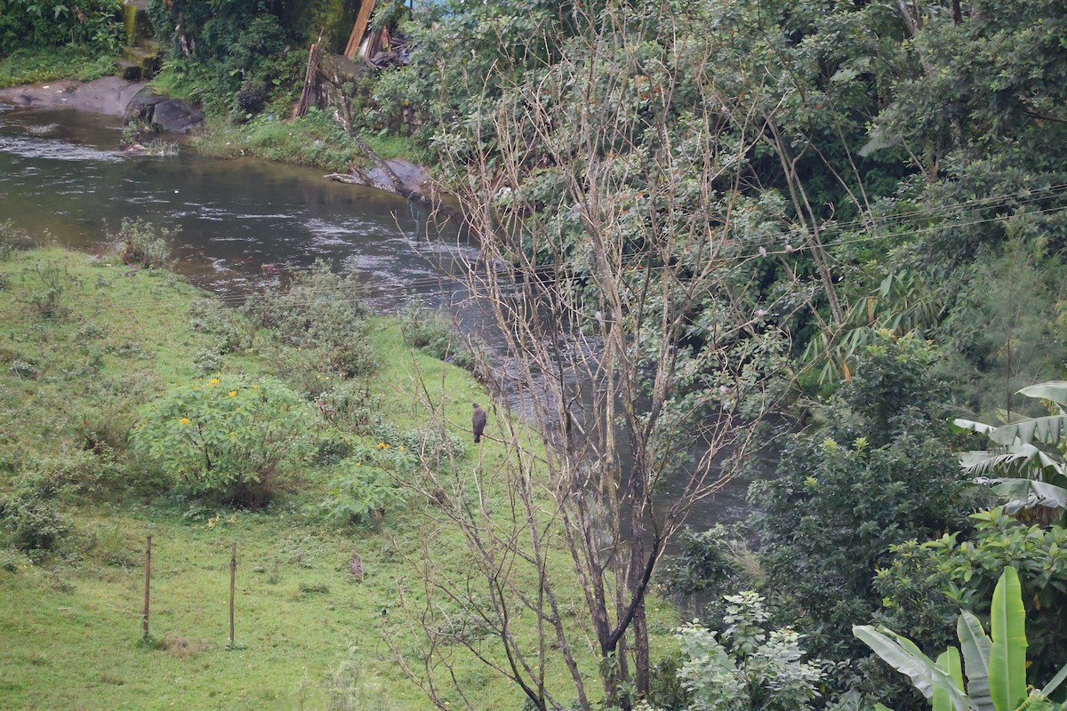 orientsnokørn - ML644575995