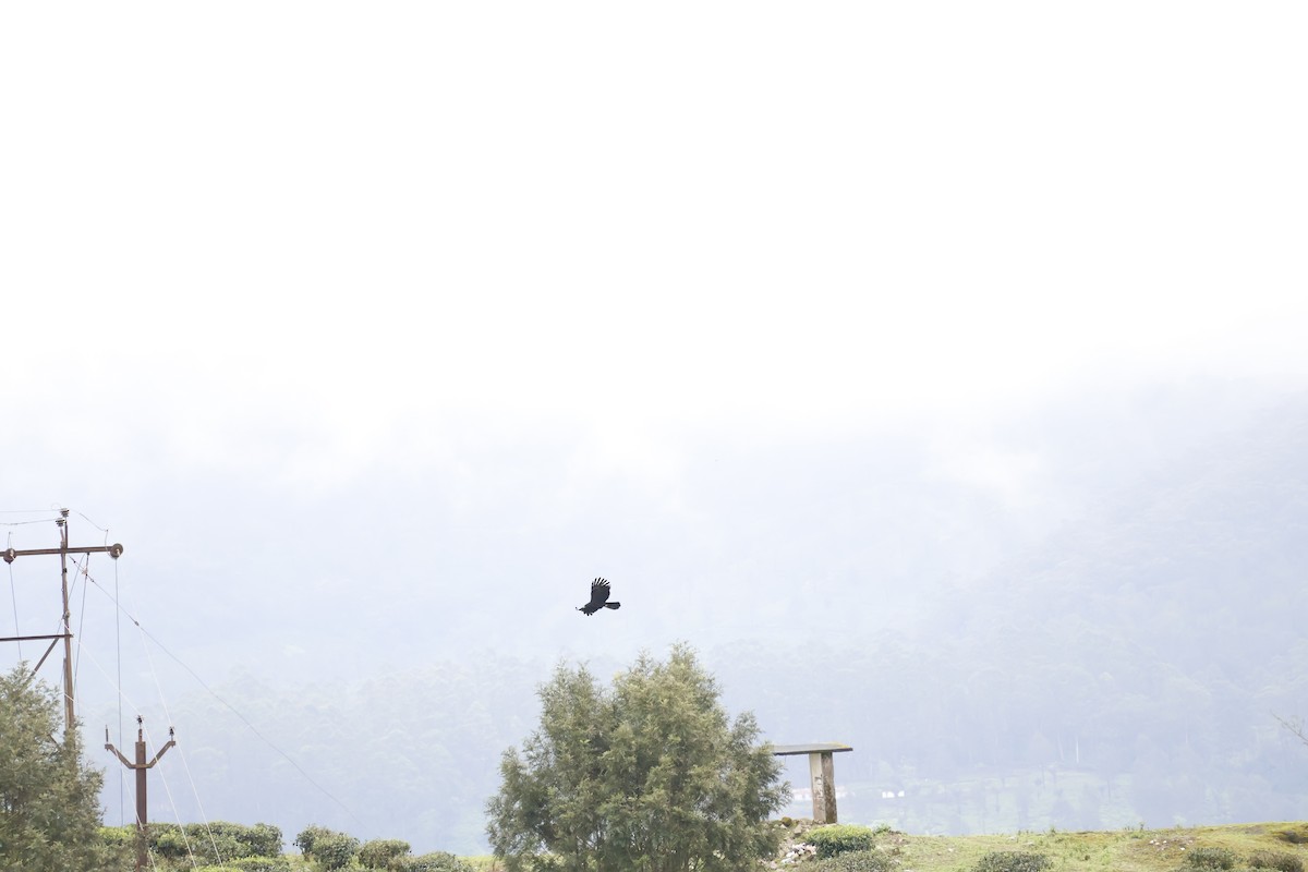 svartørn - ML644575997