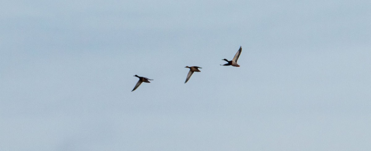 rødfotand - ML644575998