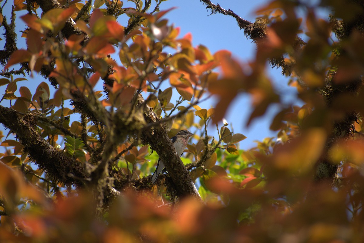 rosenbrysttykknebb - ML644575999