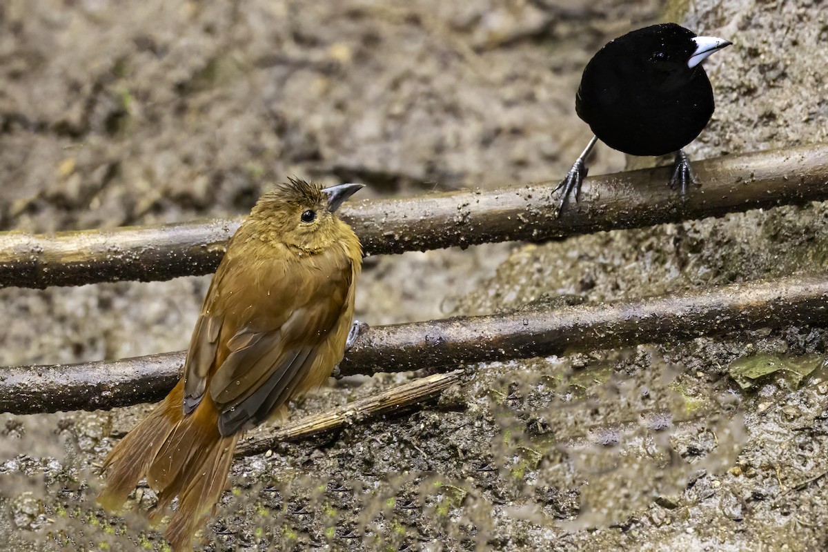 svarttanagar - ML644576001