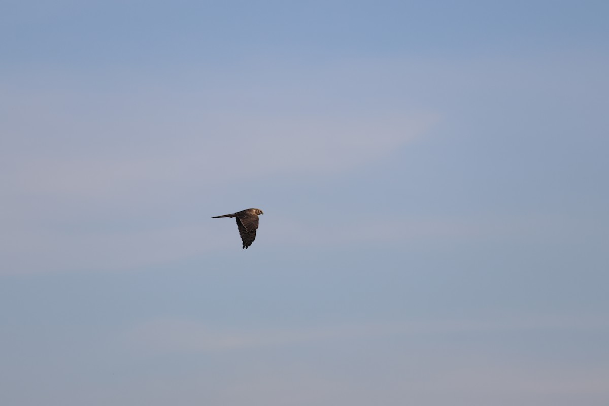 Busard pâle - ML644576002