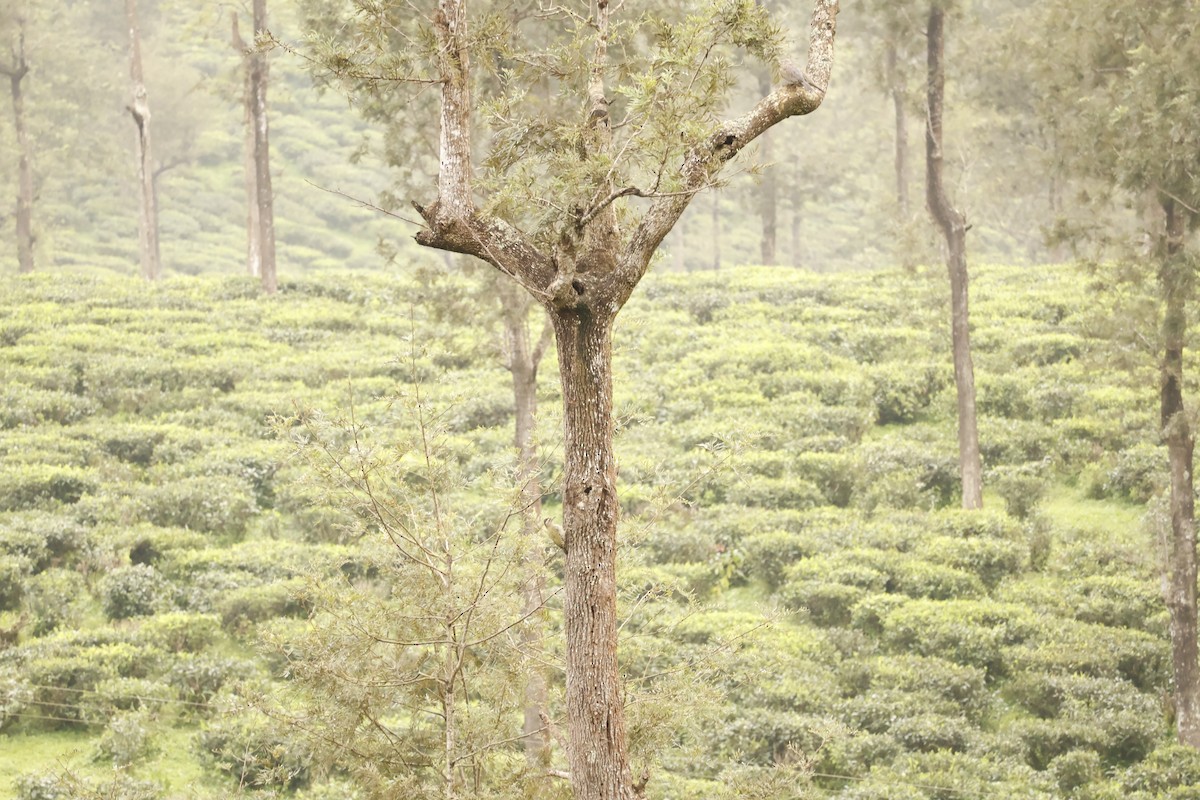 pilspisspett - ML644576003