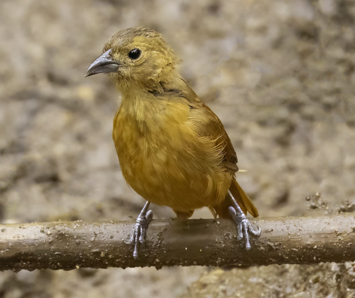 svarttanagar - ML644576005