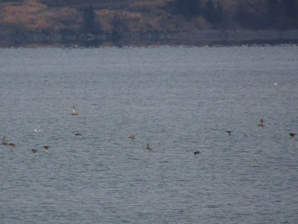 Puffin à bec grêle - ML644576013