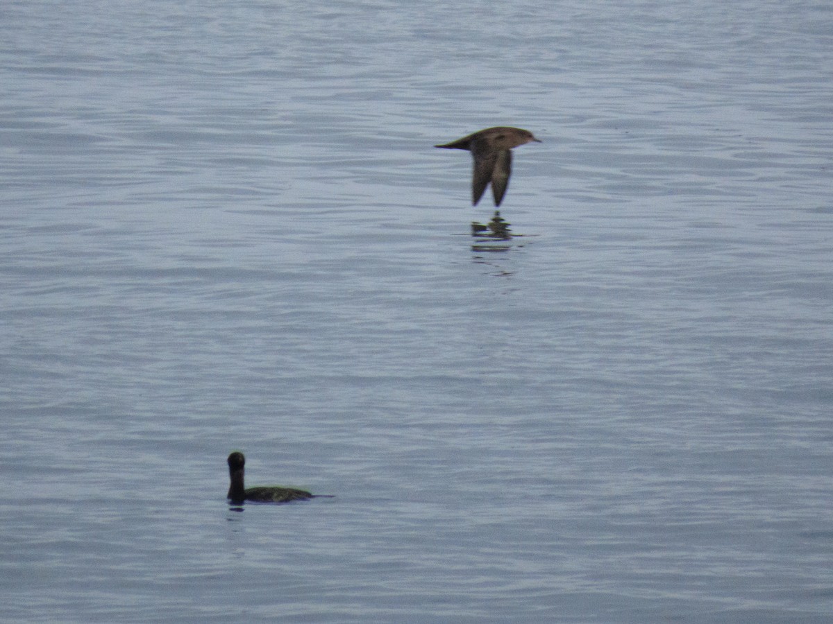 Puffin à bec grêle - ML644576014