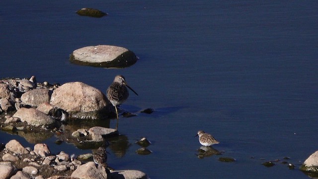 Kuliska oilagorra - ML644576016