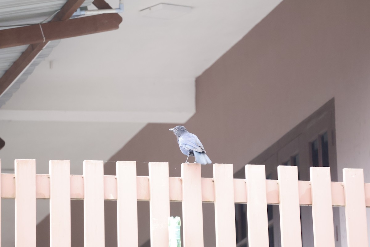 Malabar Whistling-Thrush - ML644576024