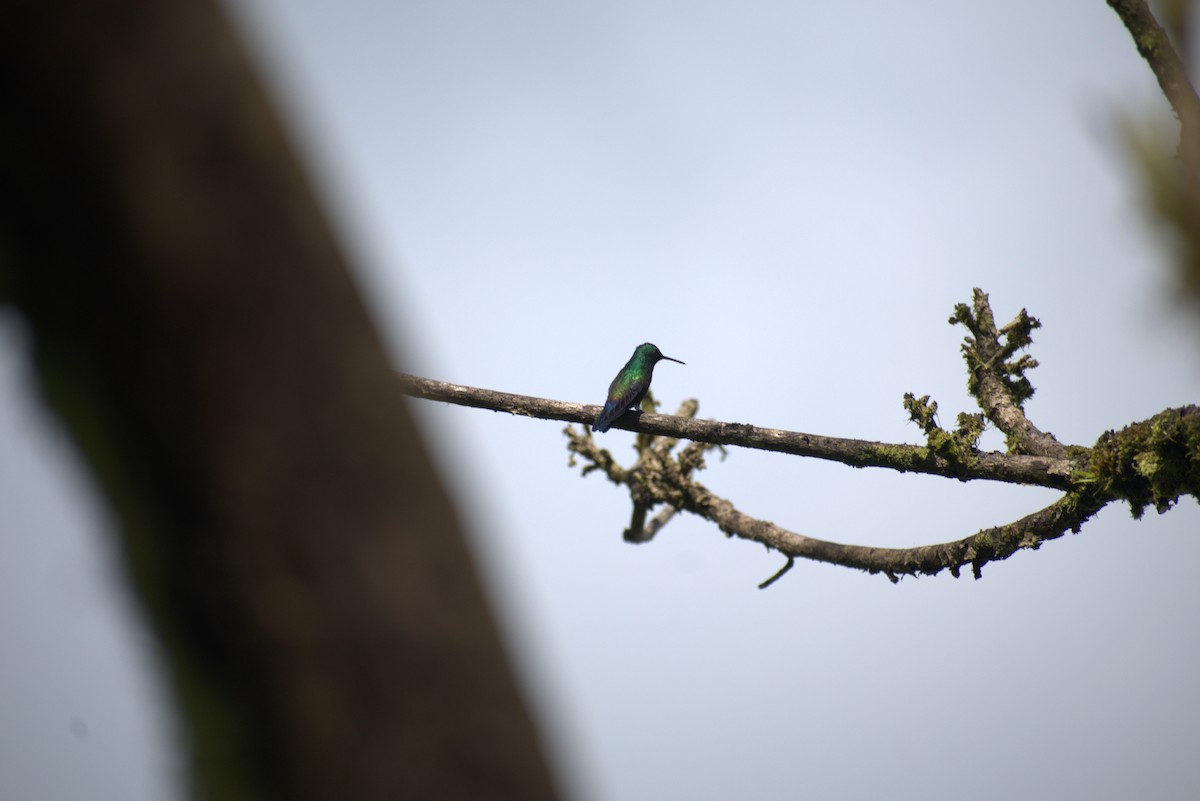Blue-vented Hummingbird - ML644576025