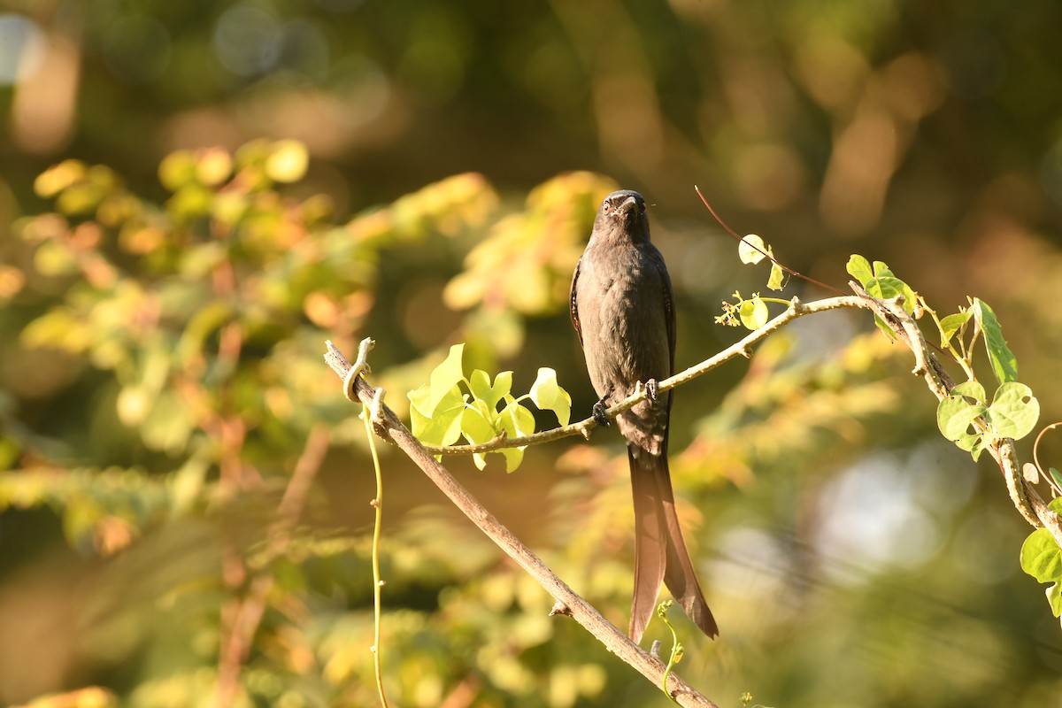 Ashy Drongo - ML644576039
