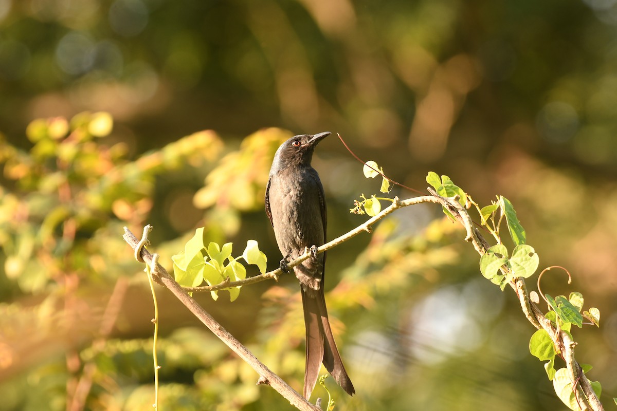 Ashy Drongo - ML644576040