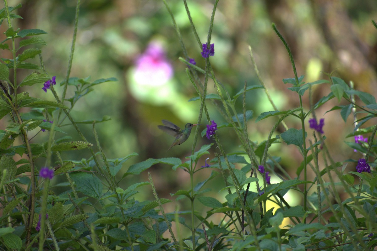 Colibri d'Élicia - ML644576041