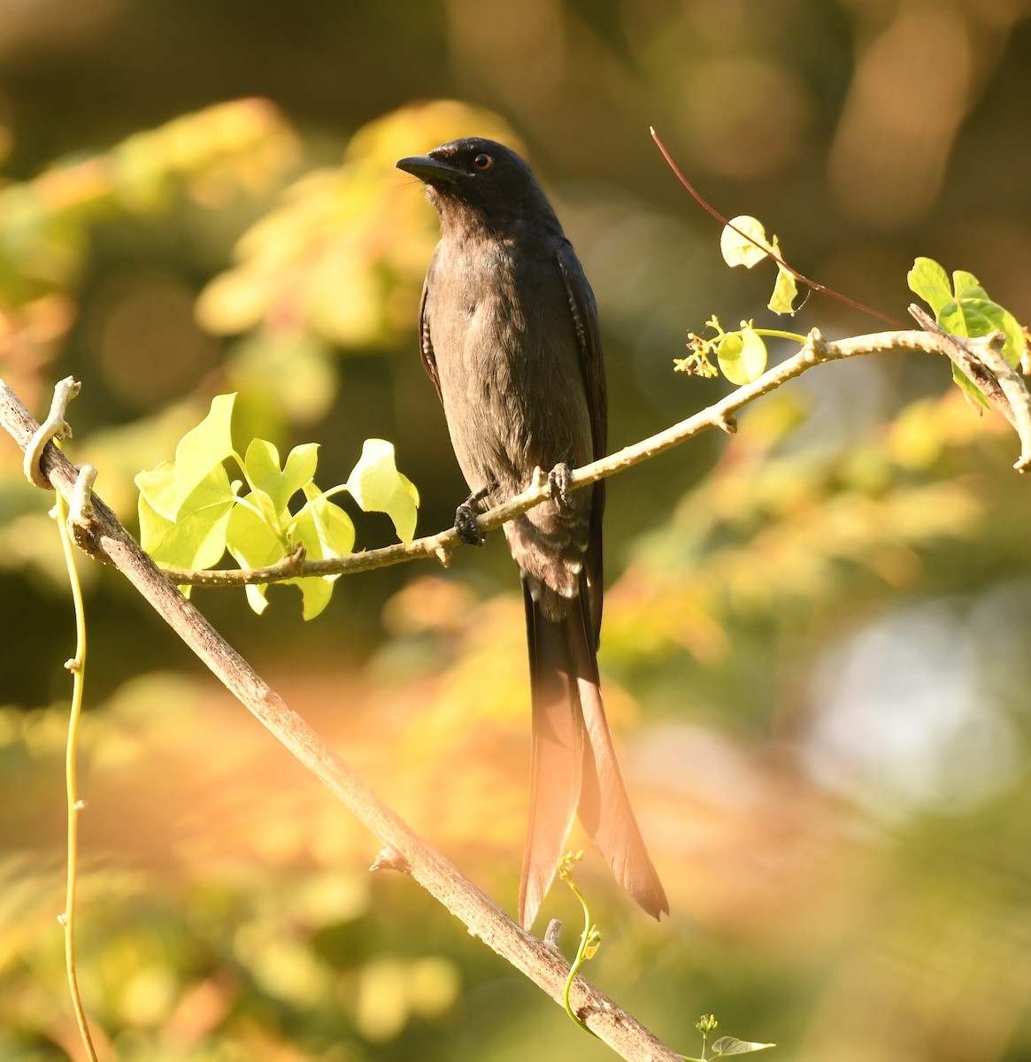 Ashy Drongo - ML644576042