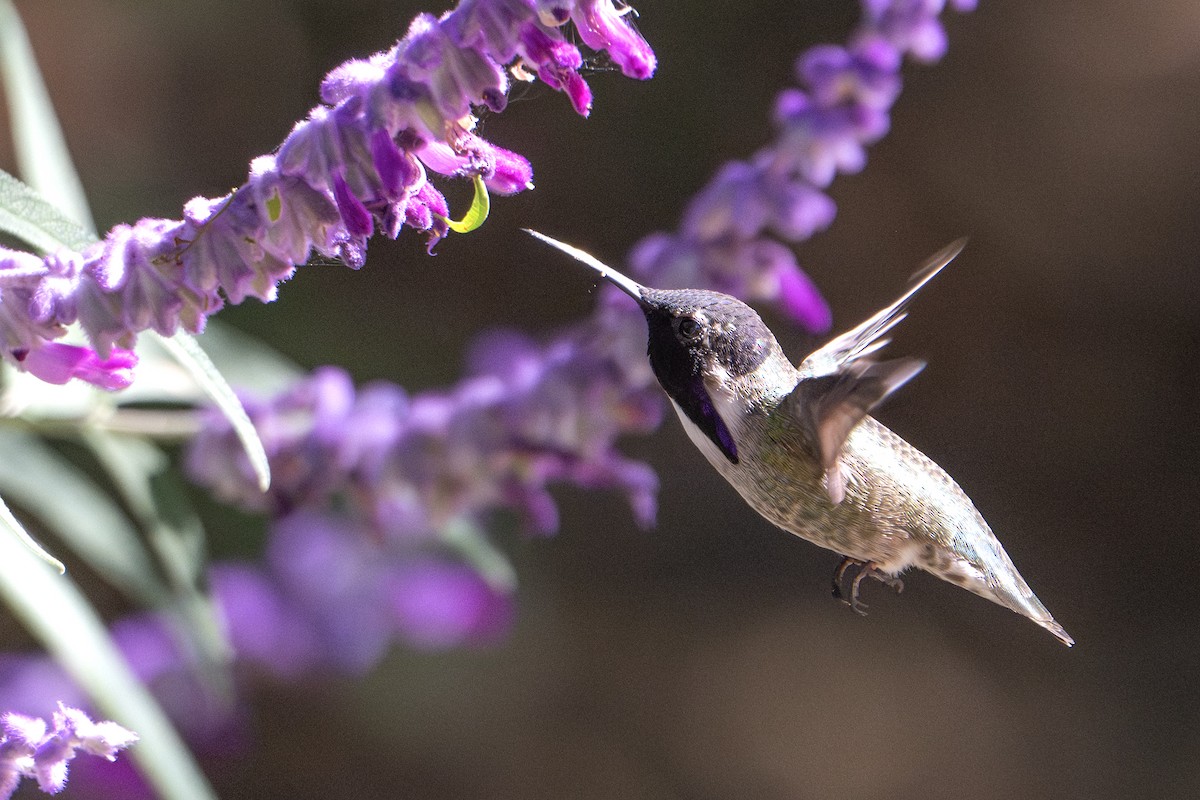 Costa's Hummingbird - ML644576046