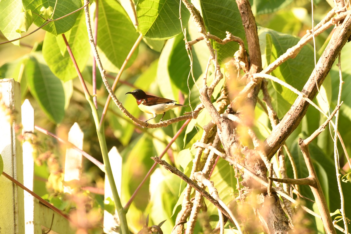 Purple-rumped Sunbird - ML644576047