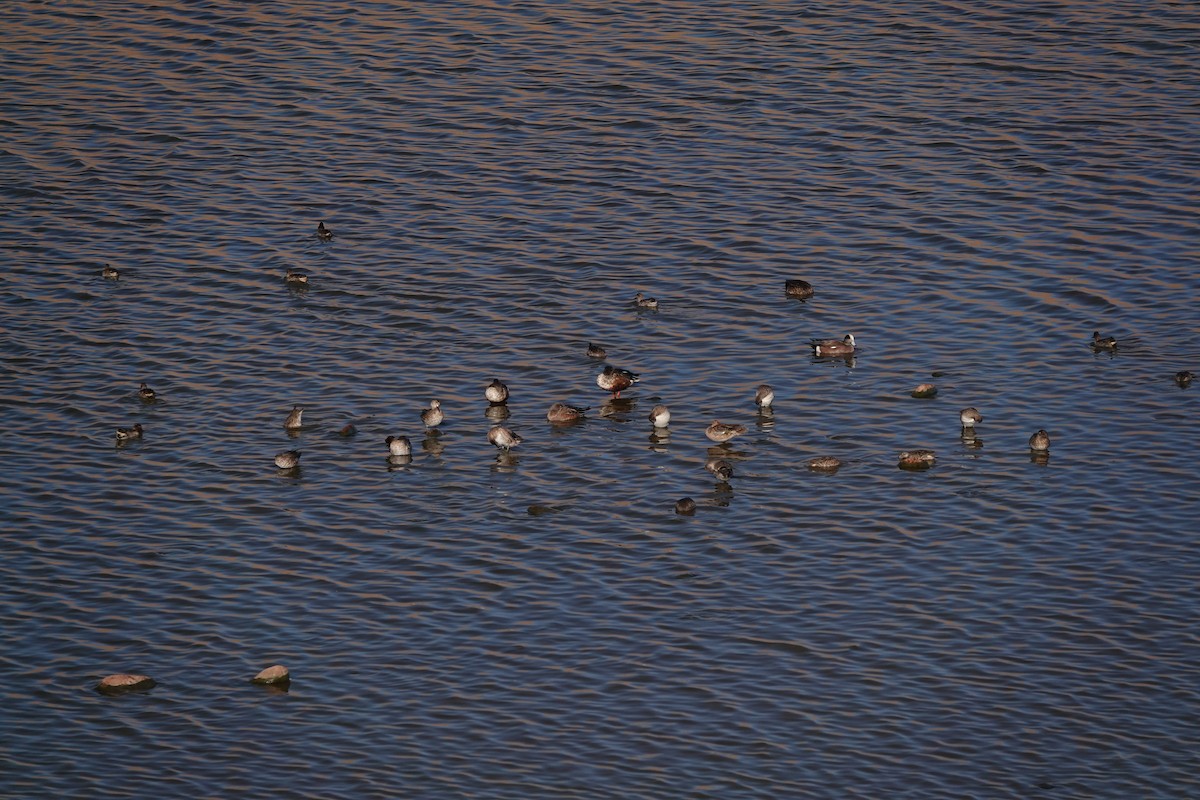 Zertzeta arrunta - ML644576049