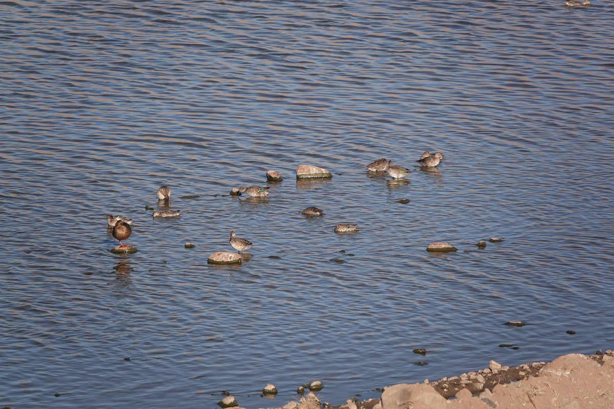 Zertzeta arrunta - ML644576050