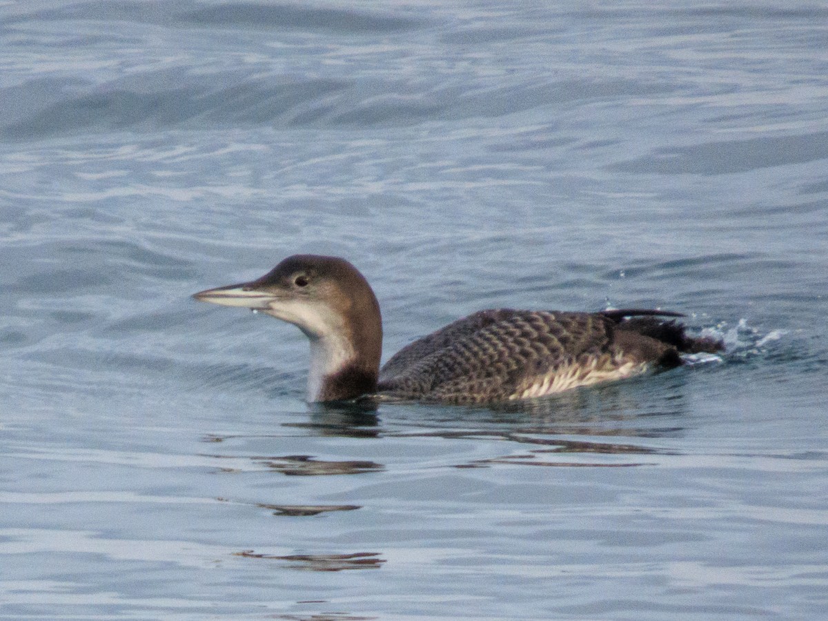 Aliota handia - ML644576051