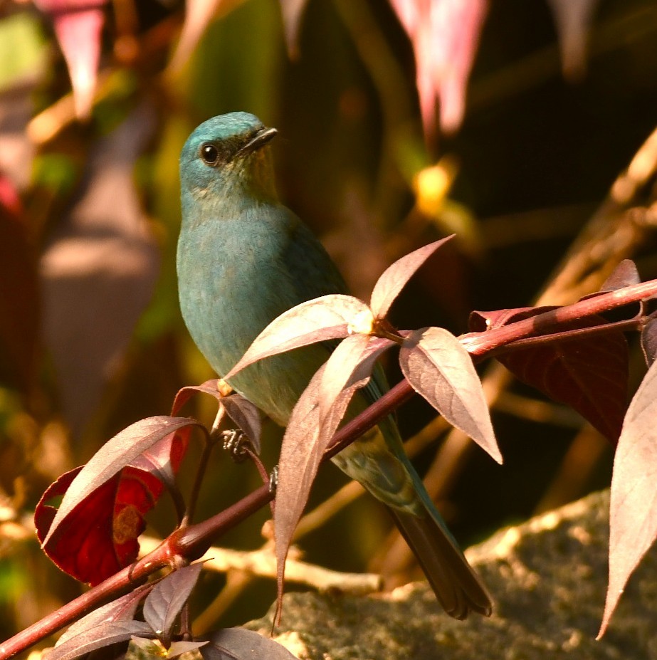 Verditer Flycatcher - ML644576054