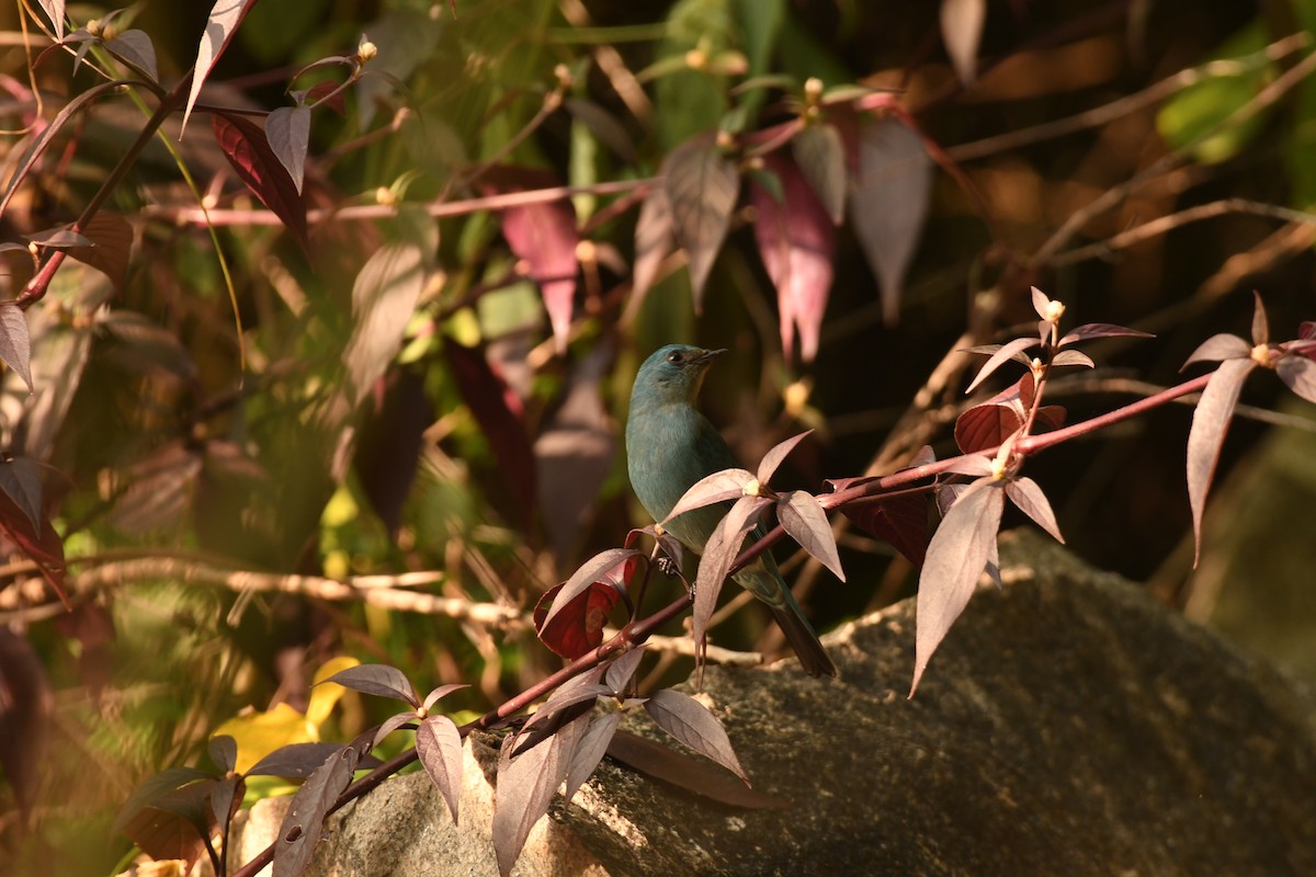 Verditer Flycatcher - ML644576056