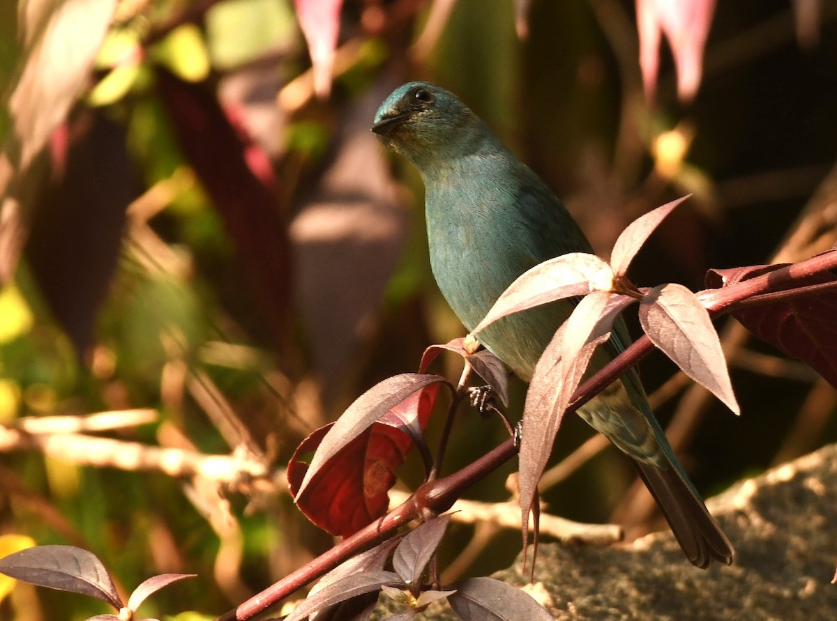 Verditer Flycatcher - ML644576061