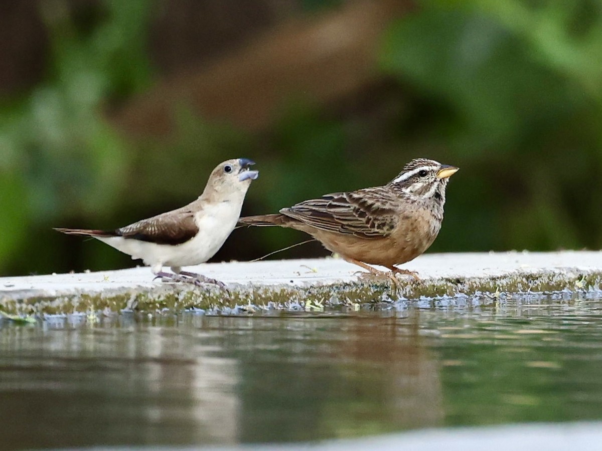 Cinnamon-breasted Bunting - ML644576063