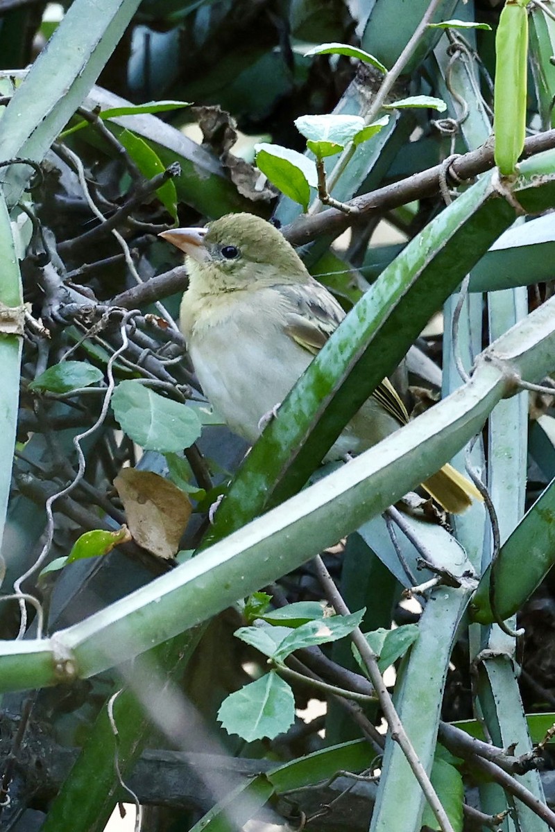 Rüppell's Weaver - ML644576065