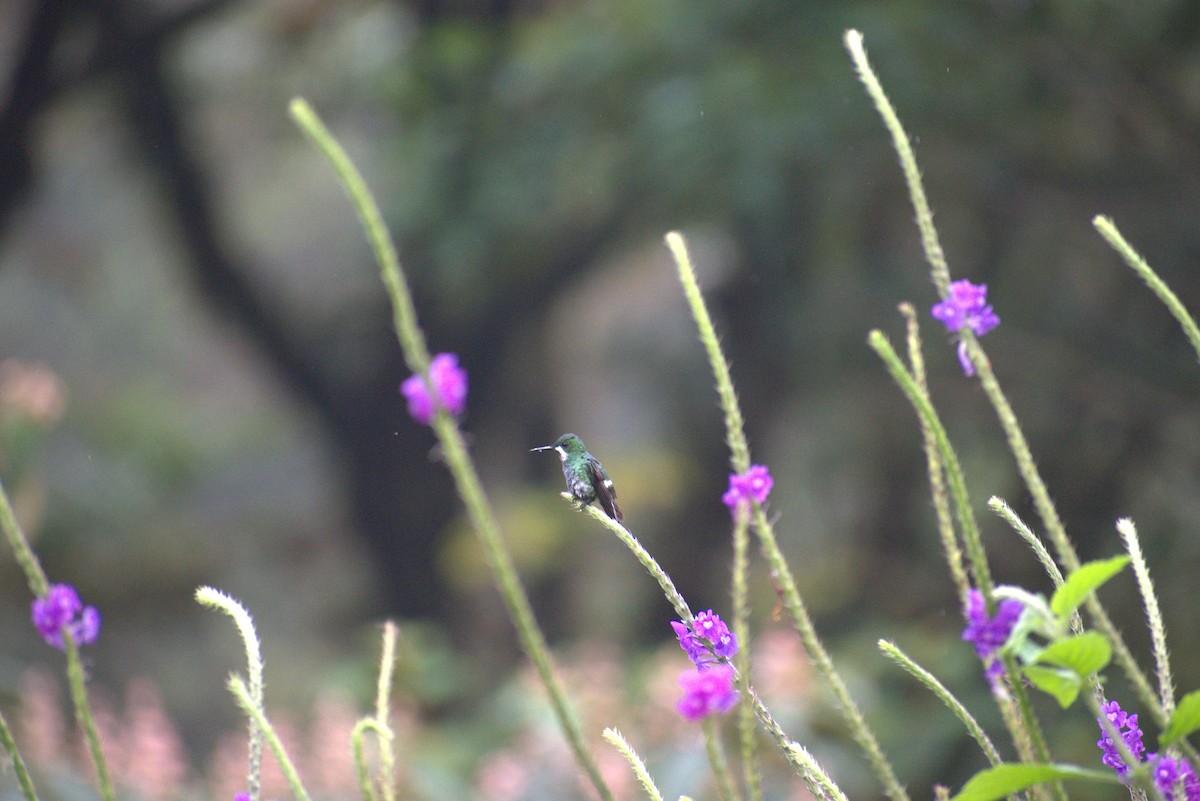 Green Thorntail - ML644576067