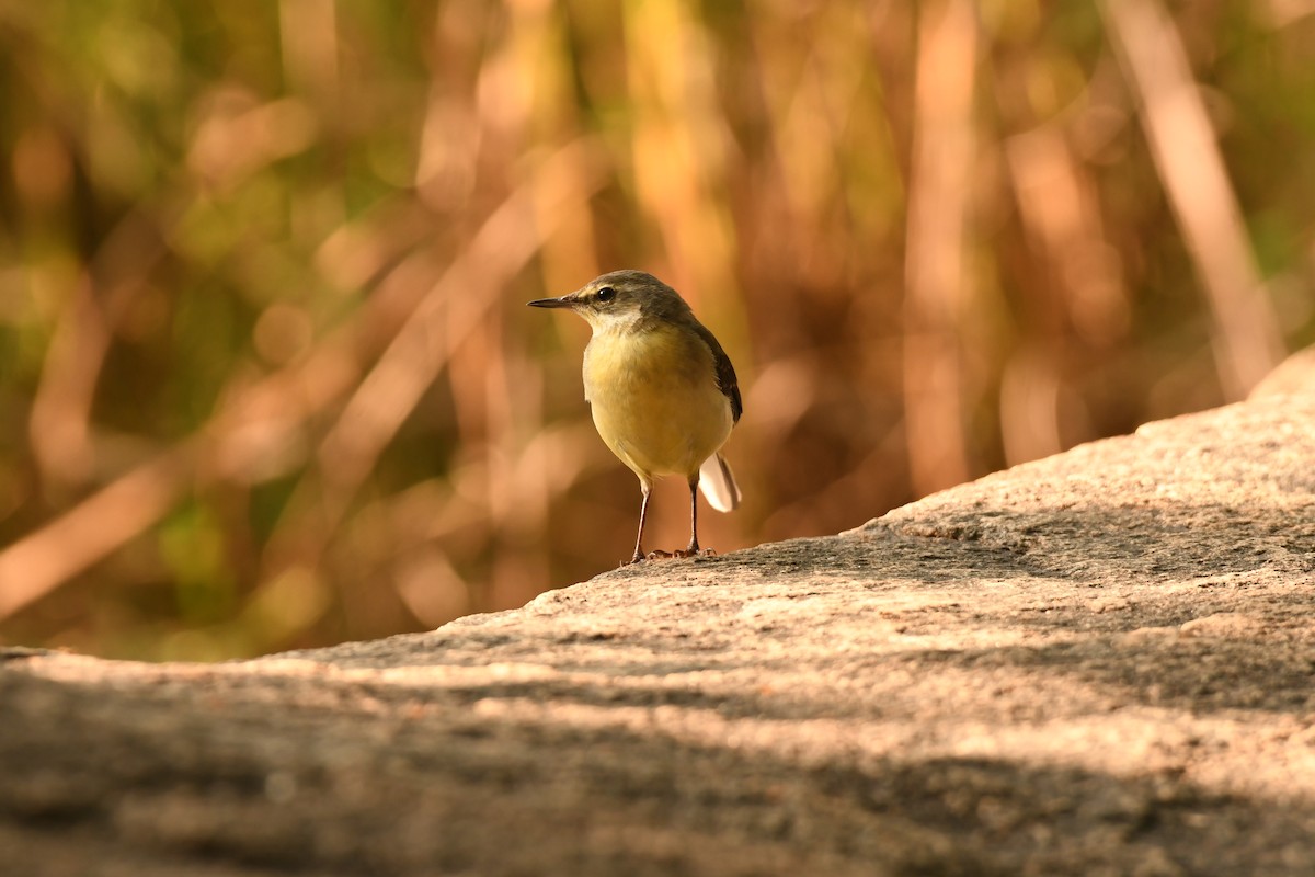 灰鶺鴒 - ML644576069