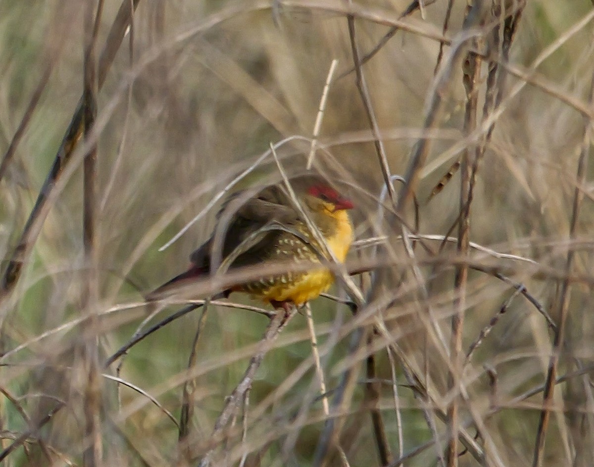 Zebra Waxbill - ML644576071