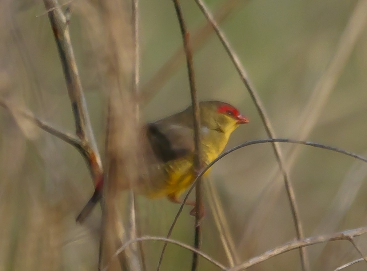 Zebra Waxbill - ML644576072