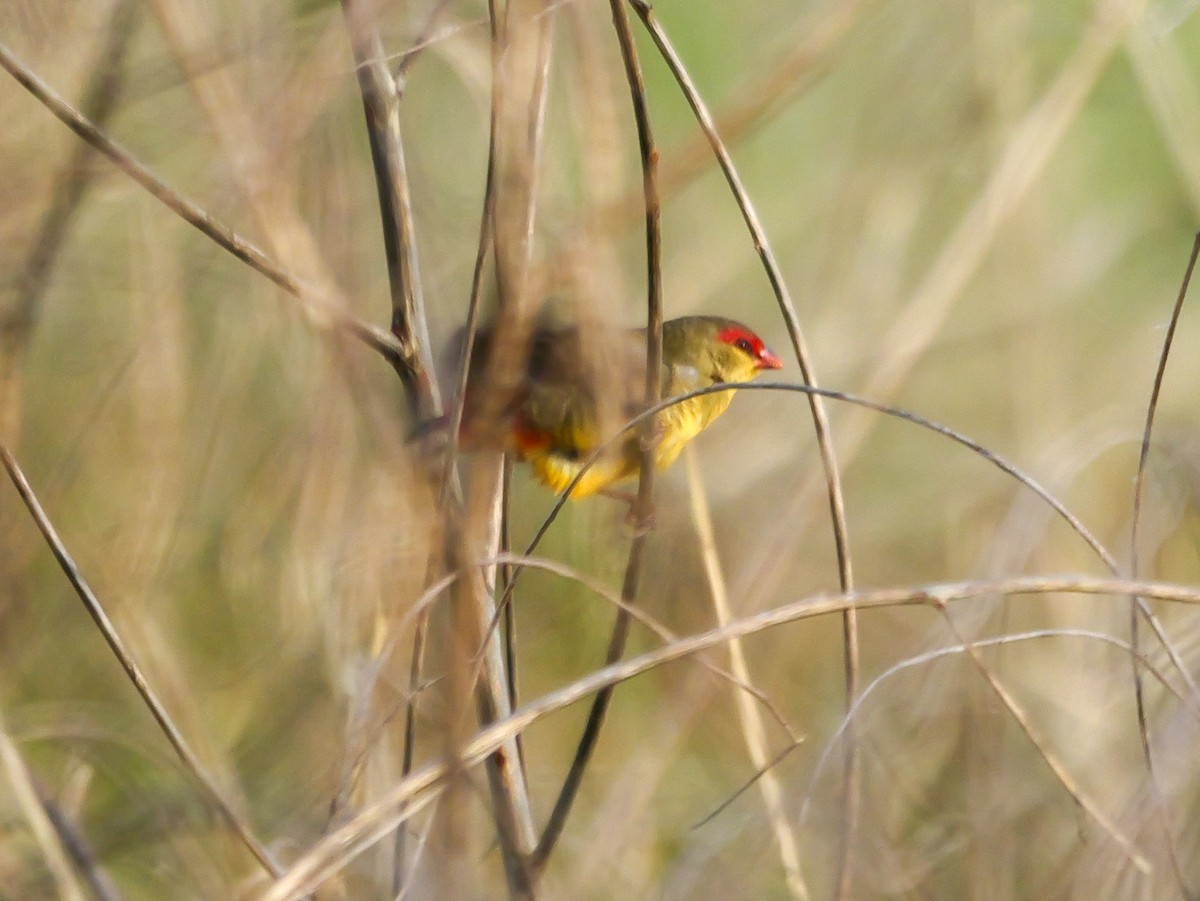 Zebra Waxbill - ML644576073
