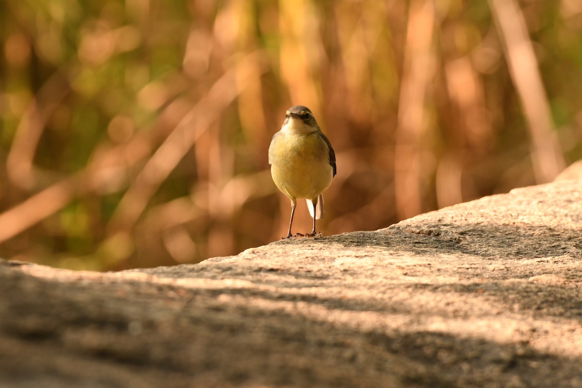 灰鶺鴒 - ML644576076